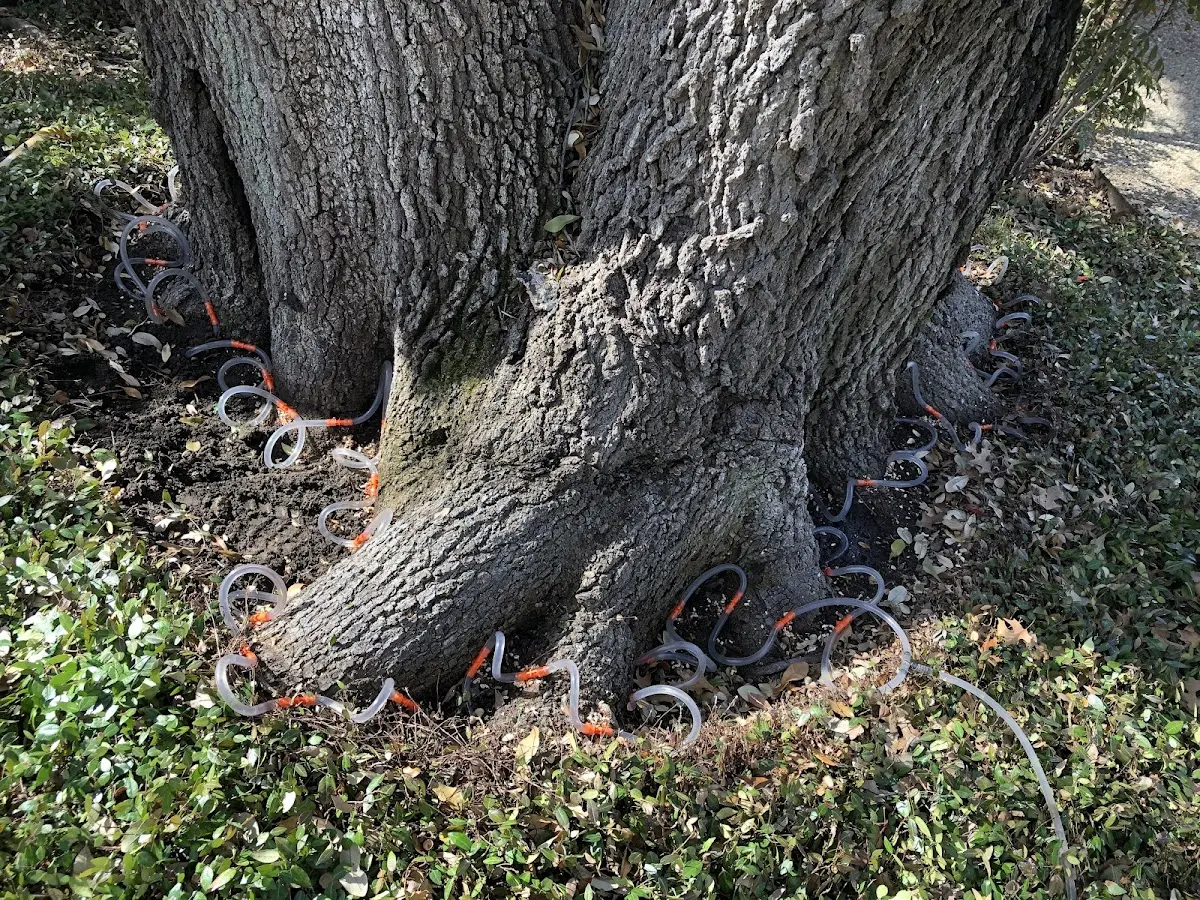 Detailed Tree Cabling and Bracing job site in Madison